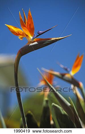Stock Photo - Close-Up Of Two Orange Bird Of Paradise Flowers Outside, Soft Focus. Fotosearch