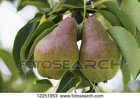 Close up of two pears hanging in a pear tree; Vineland, Ontario, Canada View Large Photo Image Stock Image - Close up of two pears hanging in a pear tree; Vineland, Ontario, Canada. Fotosearch