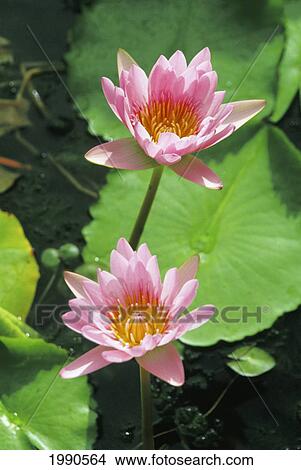 Picture - Close-Up Of Two Pink Water Lily Flowers With Yellow Center. Fotosearch