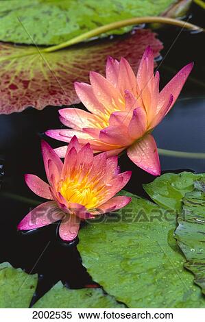 Stock Photography - Close-Up Of Two Pink Water Lily Flowers, Lily Pads. Fotosearch