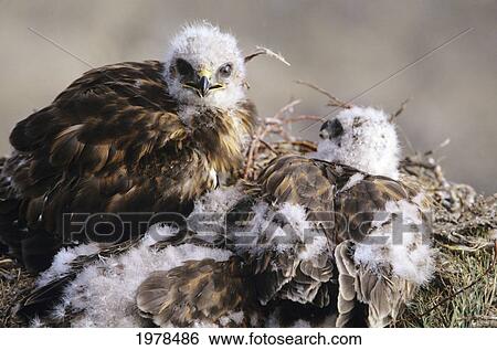 Close up of unfledged young Rough legged Hawks in nest View Large Photo Image Stock Photograph - Close up of unfledged young Rough legged Hawks in nest. Fotosearch