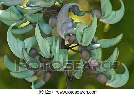 Close-Up Of Unusual Green Plant View Large Photo Image Stock Photo - Close-Up Of Unusual Green Plant. Fotosearch