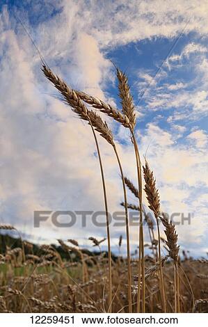 Stock Image - Close up of wheat head with blue sky and cloud; Saint-Armand, Eastern Townships, Quebec, Canada. Fotosearch