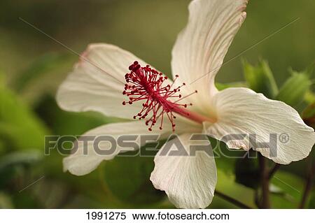 Stock Photography - Close-Up Of White Hibiscus With Red Stamen. Fotosearch
