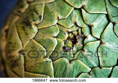 Stock Photo - Close-Up Of Whole Artichoke.. Fotosearch
