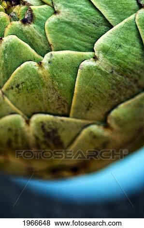 Close-Up Of Whole Artichoke. View Large Photo Image Stock Photo - Close-Up Of Whole Artichoke.. Fotosearch