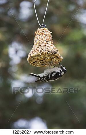 Close up of woodpecker feeding on a bell shaped seed hanging; London, Ontario, Canada View Large Photo Image Stock Photo - Close up of woodpecker feeding on a bell shaped seed hanging; London, Ontario, Canada. Fotosearch