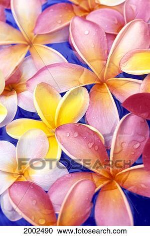Close-Up Of Yellow And Pink Plumeria Flowers, Water Drops, Blue Background View Large Photo Image Stock Image - Close-Up Of Yellow And Pink Plumeria Flowers, Water Drops, Blue Background. Fotosearch