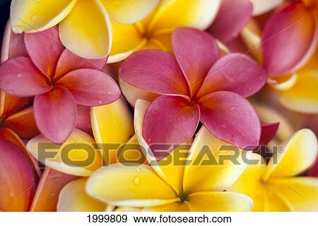 Stock Photo - Close-Up Of Yellow And Pink Plumeria Flowers C1662. Fotosearch