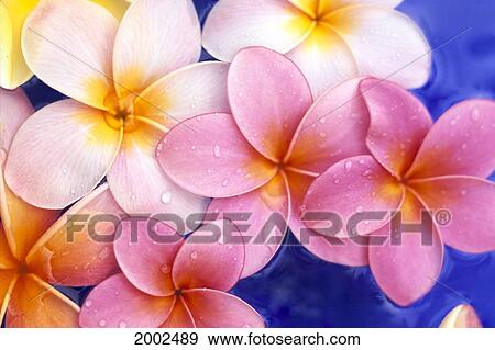 Stock Photo - Close-Up Of Yellow And Pink Plumeria Flowers Floating, Water Drops With Blue Background. Fotosearch