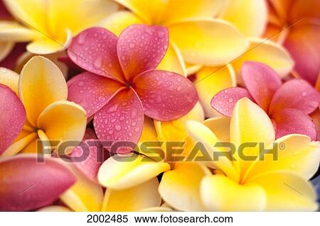 Close-Up Of Yellow And Pink Plumeria Flowers, Water Drops On Petals View Large Photo Image Stock Photography - Close-Up Of Yellow And Pink Plumeria Flowers, Water Drops On Petals. Fotosearch