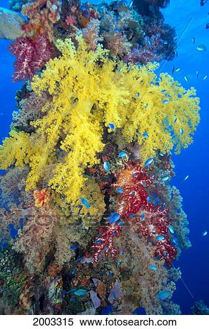 Close-Up Of Yellow And Red Alcyonarian Coral On Life Boat Davit, Blue Water, (Dendronephthya Sp) Overgrown View Large Photo Image Stock Photography - Close-Up Of Yellow And Red Alcyonarian Coral On Life Boat Davit, Blue Water, (Dendronephthya Sp) Overgrown. Fotosearch
