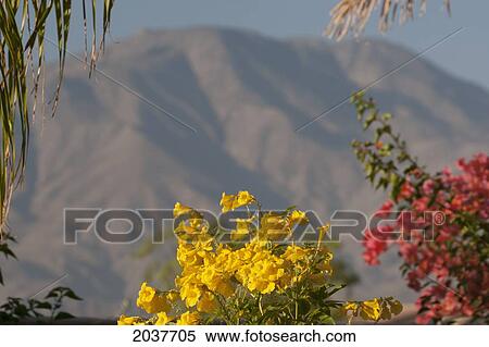 Close Up Of Yellow And Red Flowers With Large Desert Mountain In The Distance And Blue Sky; Palm Springs California United States Of America View Large Photo Image Stock Photography - Close Up Of Yellow And Red Flowers With Large Desert Mountain In The Distance And Blue Sky; Palm Springs California United States Of America. Fotosearch