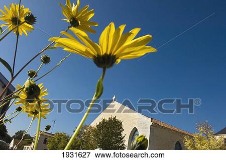 Close Up Of Yellow Daisies From A Low Angle View. Brouage; Brouage, France View Large Photo Image Stock Photo - Close Up Of Yellow Daisies From A Low Angle View. Brouage; Brouage, France. Fotosearch