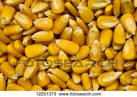 Close up of yellow grain corn kernels View Large Photo Image Stock Image - Close up of yellow grain corn kernels. Fotosearch