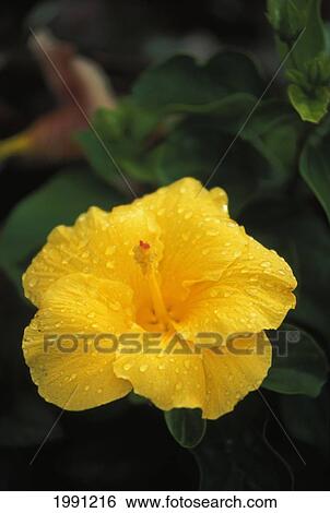 Stock Photograph - Close-Up Of Yellow Hibiscus With Morning Dew On Petals, Blurred Background Hawaii. Fotosearch