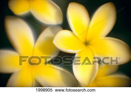 Close-Up Of Yellow Plumeria Flowers Soft Focus B1596 View Large Photo Image Stock Photography - Close-Up Of Yellow Plumeria Flowers Soft Focus B1596. Fotosearch