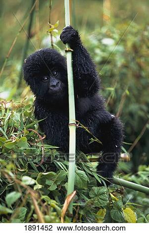 Stock Image - Close-Up Of Young Gorilla, Looking At Camera. Fotosearch