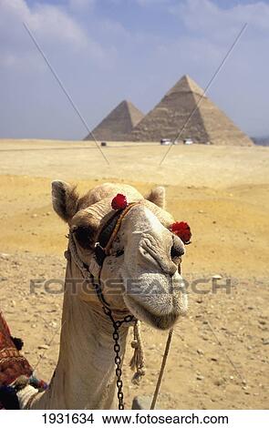Picture - Close-Up On A Camel Looking At The Camera With Pyramids In The Background, Giza, Egypt; Giza, Egypt. Fotosearch