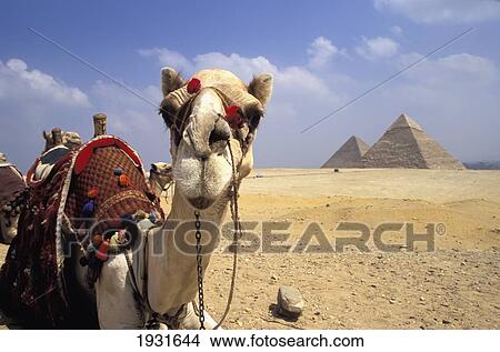 Close-Up On A Camel Looking At The Camera With Pyramids In The Background, Giza, Egypt; Giza, Egypt View Large Photo Image Picture - Close-Up On A Camel Looking At The Camera With Pyramids In The Background, Giza, Egypt; Giza, Egypt. Fotosearch