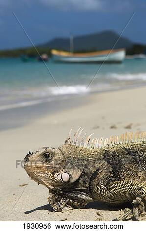 Stock Photograph - Close-Up On An Iguana On Paradise Beach, Carriacou Islands; Grenada, Caribbean. Fotosearch