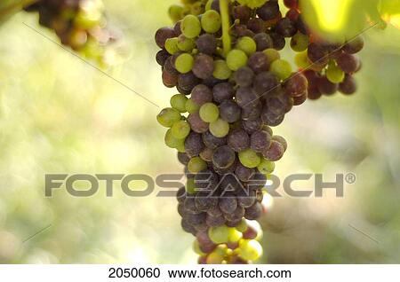 Close Up On Grapes In A Vineyard, Beamsville, Ontario View Large Photo Image Stock Image - Close Up On Grapes In A Vineyard, Beamsville, Ontario. Fotosearch
