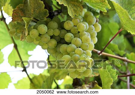 Stock Image - Close Up On Ready To Harvest Vineyard Grapes, Beamsville, Ontario. Fotosearch