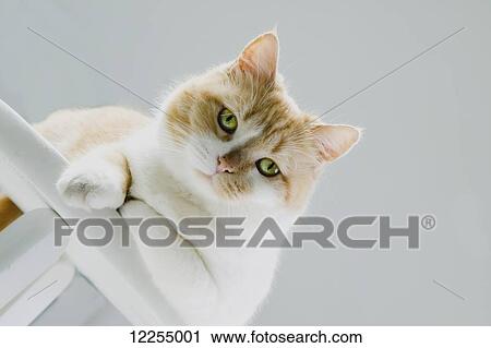 Stock Image - Close up portrait of a tabby cat with green eyes; Santa Barbara, California, United States of America. Fotosearch
