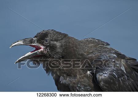 Close up profile of a common raven calling, Walrus Island State Game Sanctuary, Round Island, Bristol Bay, Southwest Alaska, USA View Large Photo Image Stock Image - Close up profile of a common raven calling, Walrus Island State Game Sanctuary, Round Island, Bristol Bay, Southwest Alaska, USA. Fotosearch
