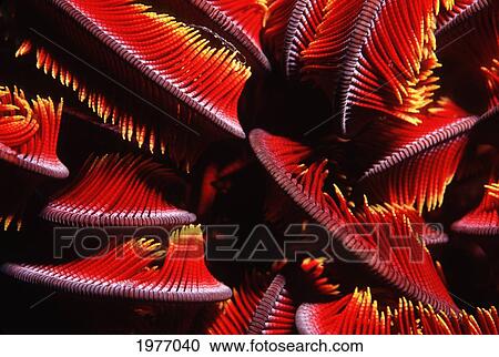Close-Up Red Crinoid Ray; Papua New Guinea View Large Photo Image Stock Image - Close-Up Red Crinoid Ray; Papua New Guinea. Fotosearch