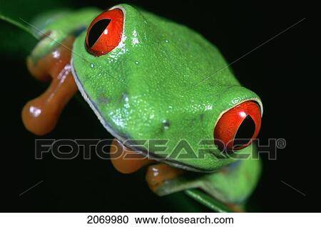 Stock Image - Close-Up Red Eyed Tree Frog Crouching. Fotosearch