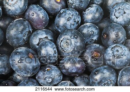 Picture - Close up shot of several fresh blueberries.. Fotosearch