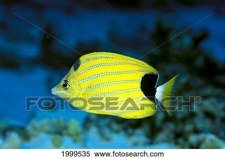 Close-Up Side View Of A Bluestrip Butterflyfish (Chaetodon Fremblii) C1912 View Large Photo Image Stock Photography - Close-Up Side View Of A Bluestrip Butterflyfish (Chaetodon Fremblii) C1912. Fotosearch