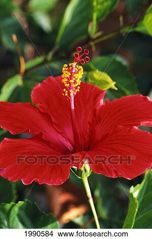 Picture - Close-Up Side View Of A Red Hibiscus Flower On Plant, Green Stem And Leaves. Fotosearch