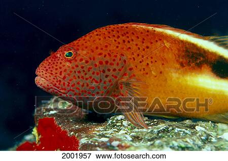 Close-Up Side View Of Blackside Hawkfish (Paracirrhites Forsteri) Above Reef View Large Photo Image Stock Photo - Close-Up Side View Of Blackside Hawkfish (Paracirrhites Forsteri) Above Reef. Fotosearch