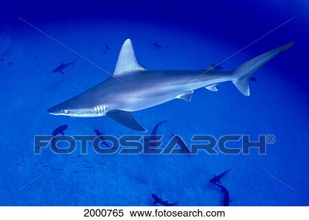 Stock Photography - Close-Up Side View Of Sandbar Shark Swimming Above Other Sharks (Carcharhinus Plumbeus). Fotosearch