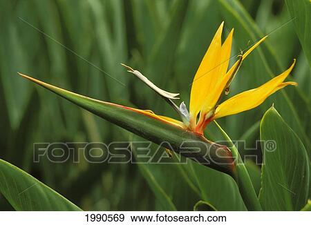 Stock Photo - Close-Up Side View Of Single Bird Of Paradise (Strelitzia Reginae) Flower On Plant. Fotosearch