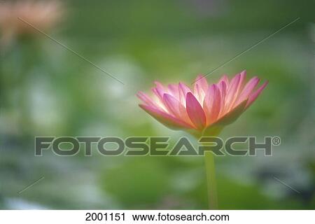 Stock Image - Close-Up Side View Pink Lily In Pond, Green Blurry Background. Fotosearch