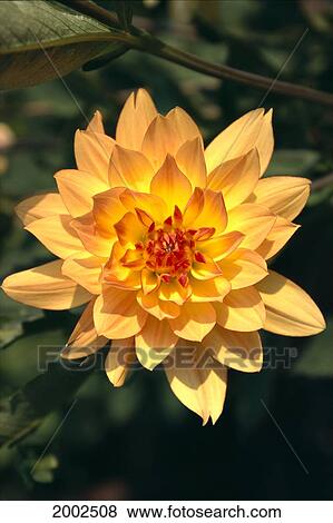 Stock Photo - Close-Up Single Dahlia Flower On Plant, Orange Yellow With Red Center Tips. Fotosearch