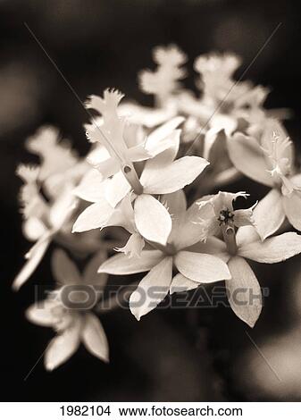 Picture - Close up single group of orange Epidendrum orchid (Epidendrum radicans), soft focus; Hawaii, United States of America. Fotosearch