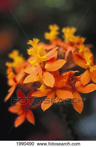 Stock Image - Close-Up Single Group Of Orange Epidendrum Orchid, Soft Focus. Fotosearch