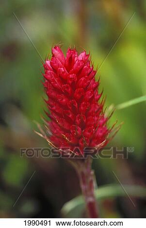 Stock Image - Close-Up Soft Focus Of Single Red Bromeliad On Plant. Fotosearch