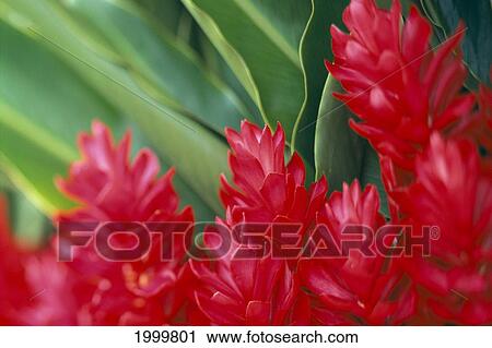 Close-Up Soft Focus, Petals Of Red Ginger, Green Leaves Background C1656 View Large Photo Image Stock Image - Close-Up Soft Focus, Petals Of Red Ginger, Green Leaves Background C1656. Fotosearch