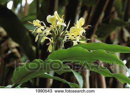 Stock Image - Close-Up Sprig Of White Ginger Flowers On Plant. Fotosearch