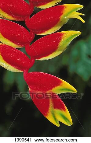 Stock Image - Close-Up Strand Of Red Lobster Claw Heliconia, Green And Yellow Tips. Fotosearch
