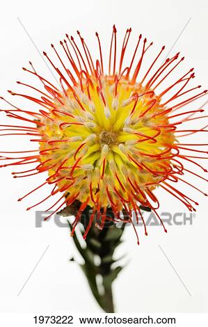 Stock Image - Close-Up Studio Shot Of Orange Pin Cushion Protea Blossom.. Fotosearch