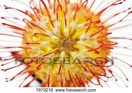 Stock Photo - Close-Up Studio Shot Of Orange Pin Cushion Protea Blossom.. Fotosearch