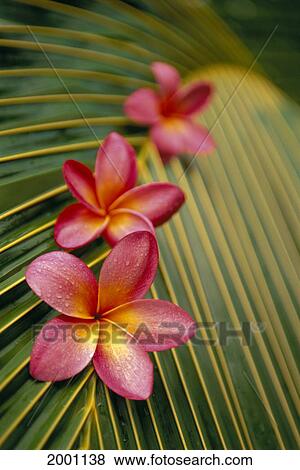 Close-Up Three Pink Plumeria Flowers On Coconut Palm Leaf Selective Focus View Large Photo Image Stock Photo - Close-Up Three Pink Plumeria Flowers On Coconut Palm Leaf Selective Focus. Fotosearch
