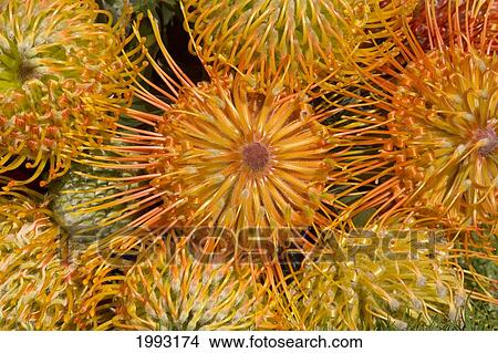 Picture - Close-Up Top View Red Pin Cushion Protea Blossoms Or Leucospermum, Texture Detail. Fotosearch