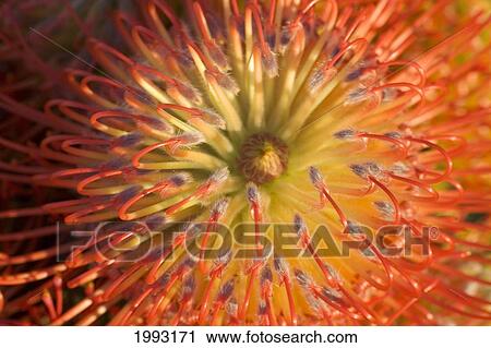 Close-Up Top View Red Pin Cushion Protea Blossom Or Leucospermum, Texture Detail View Large Photo Image Stock Image - Close-Up Top View Red Pin Cushion Protea Blossom Or Leucospermum, Texture Detail. Fotosearch